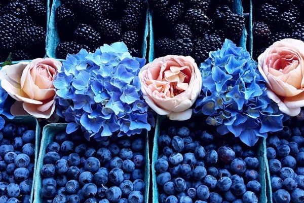 Himalayan blackberries and Chandler blueberries