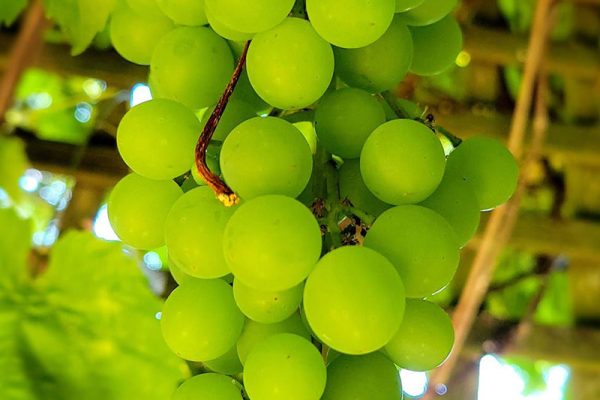 Chardonnay grapes