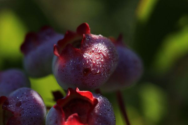 Ripening blueberries