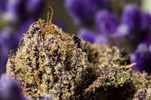 Terpene-rich buds/flower