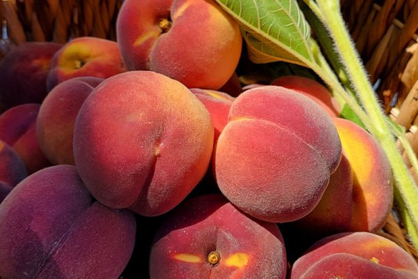 Frost peaches