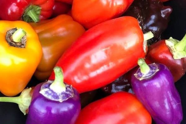 Assorted pepper variety