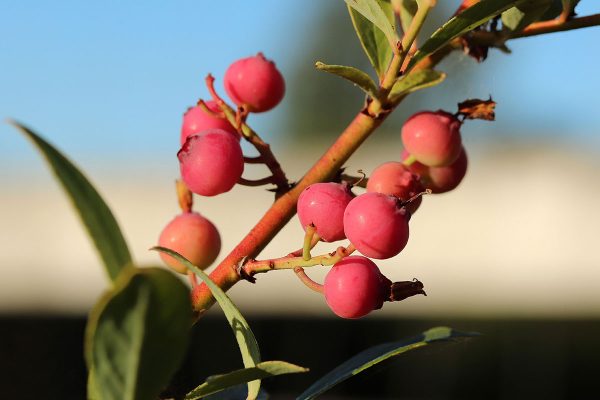 Pink blueberry plant