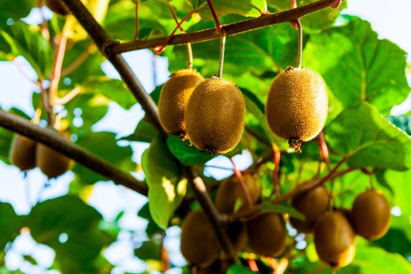 Kiwi fruit